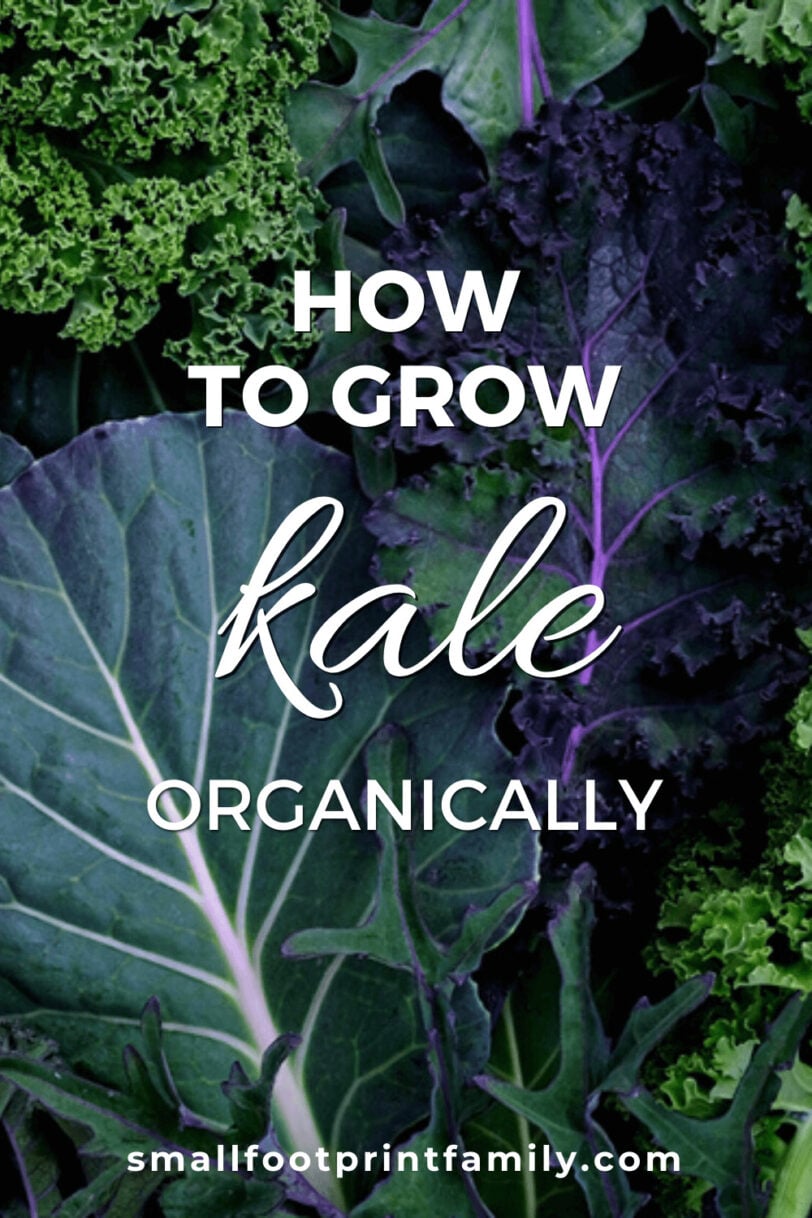 How To Grow Kale Organically