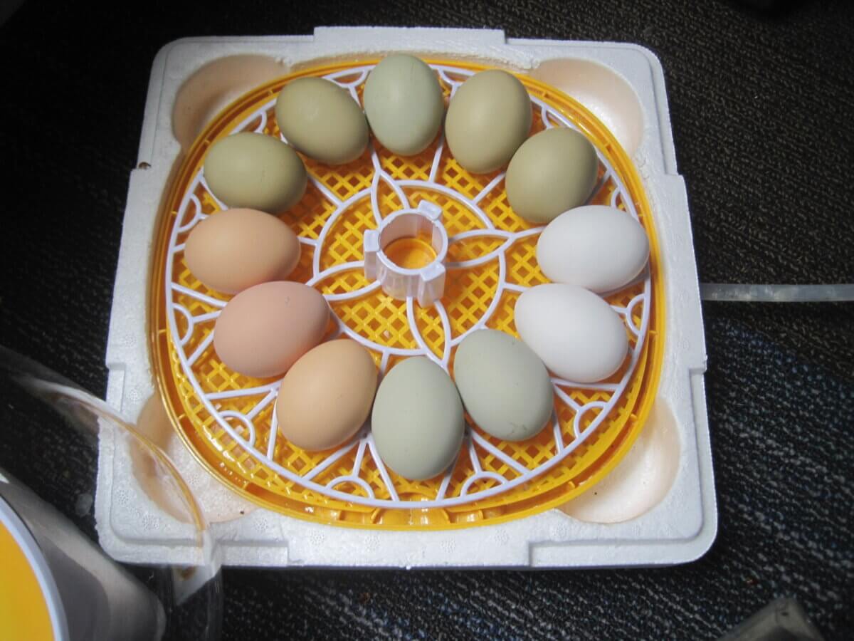 Why I (Currently) Use an Incubator to Hatch Chicken Eggs • Insteading