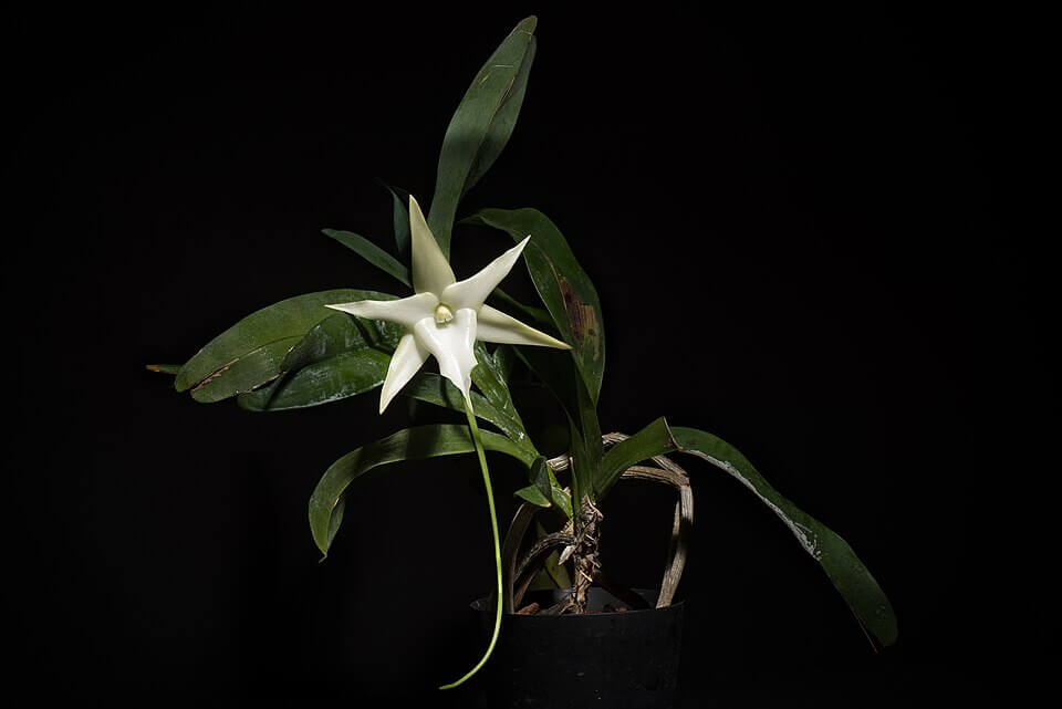 Darwin Orchid • Insteading