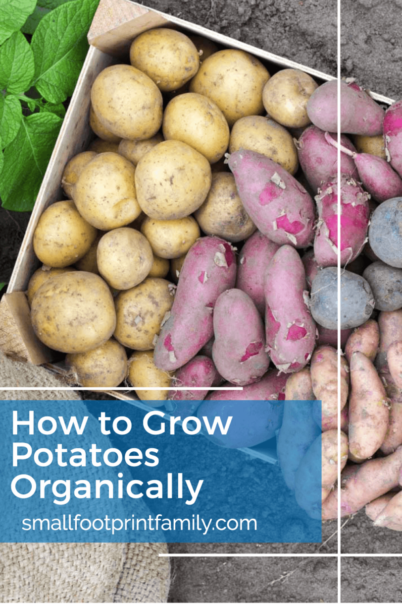 How To Grow Potatoes Organically