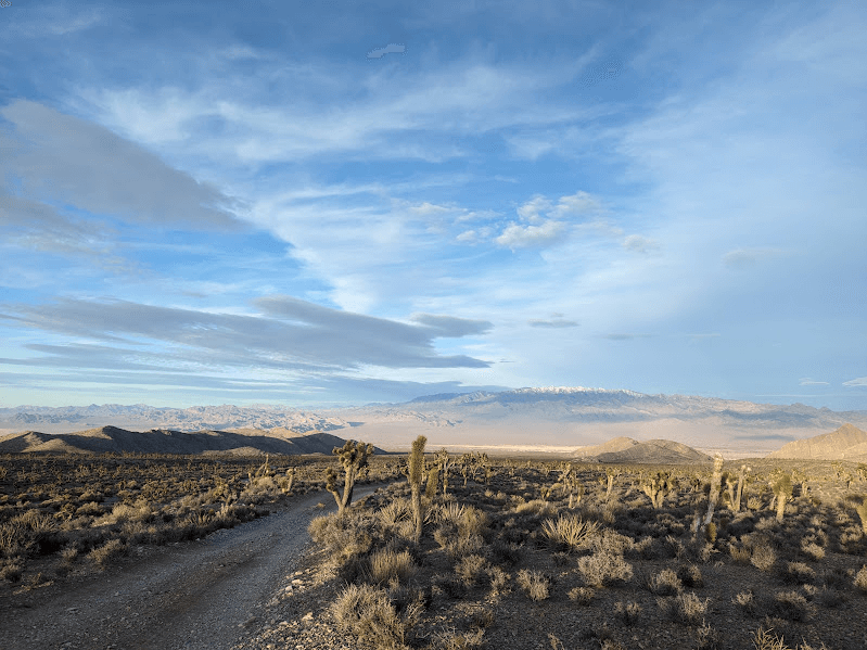 Native Desert Species to Know and Grow • Insteading