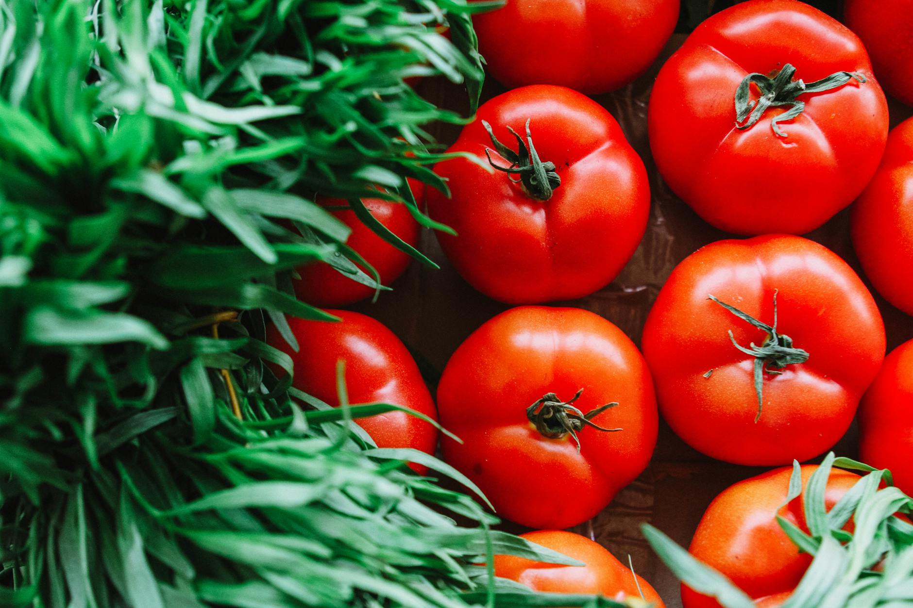 Are Coffee Grounds Good for Tomato Plants? When to Use Them