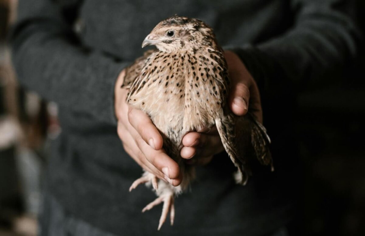 Why Raise Quail? Benefits of Keeping Quail Over Chickens • Insteading