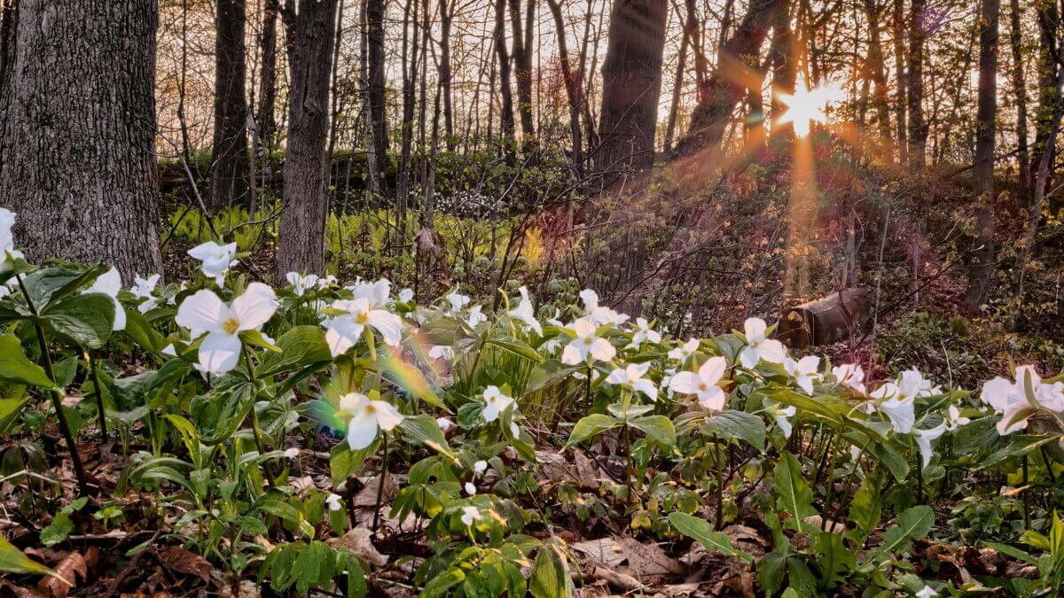 Never Pick a Trillium • Insteading